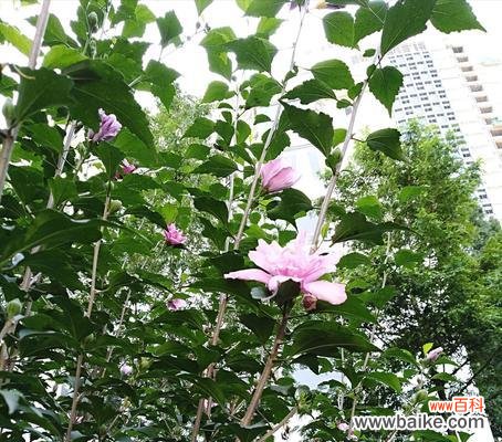 探索木槿花的深层内涵与寓意 木槿花花语及其象征意义