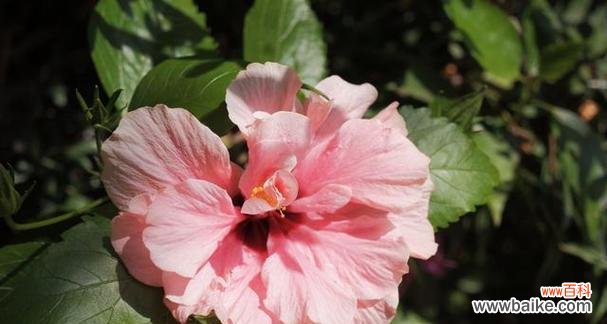 木槿花的传世美丽与深刻内涵 木槿花的寓意与象征