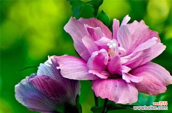 揭示木槿花的花语及其象征意义 木槿花