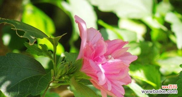 揭示木槿花的花语及其象征意义 木槿花