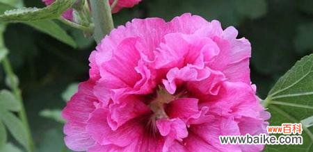 揭示木槿花的花语及其象征意义 木槿花