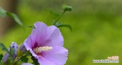 探索木槿花的花语和寓意 木槿花的美丽与意义