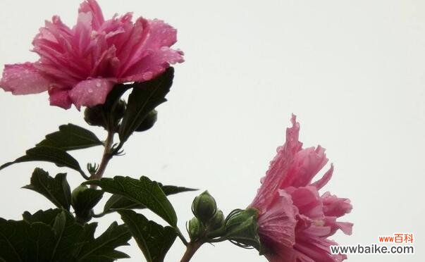 探索木槿花的花语和寓意 木槿花的美丽与意义