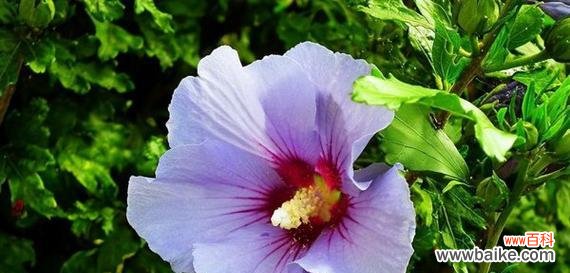 探寻木槿花的丰富内涵与文化价值 木槿花语——寄托爱与美的象征