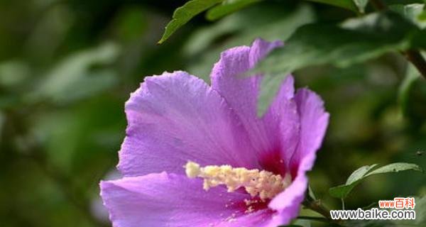 探索木槿的象征意义及美丽之处 木槿之美