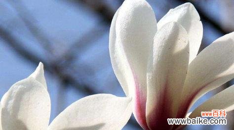 探索木兰花所传递的美丽信息 木兰花的花语与寓意