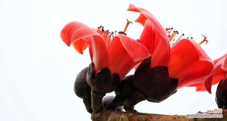 送给谁 木棉花的花语及寓意