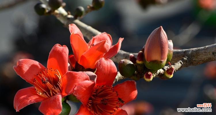 送给谁 木棉花的花语及寓意