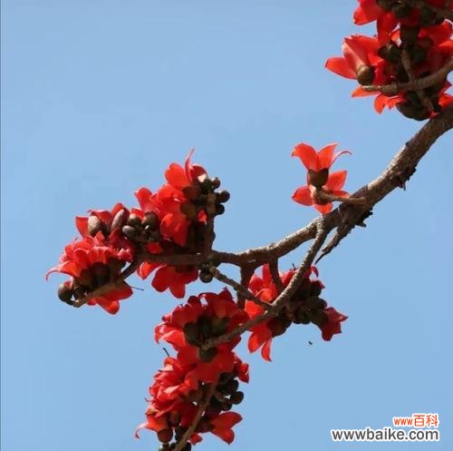 探秘木棉花的象征意义 木棉花花语解析及寓意解读