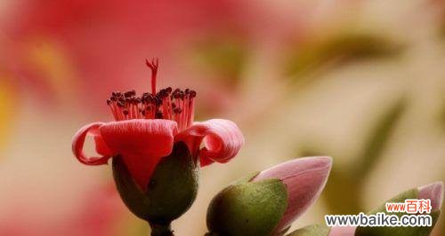 探秘木棉花的象征意义 木棉花花语解析及寓意解读