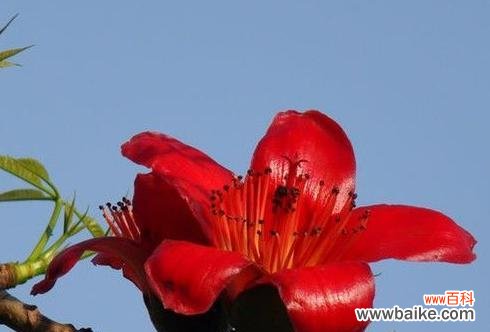 以木棉花的寓意为主题的探索与解读 木棉花的寓意与象征意义