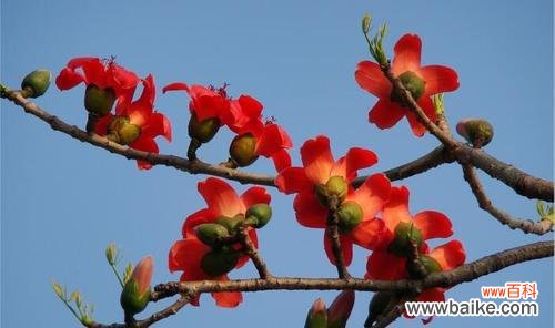 以木棉花的寓意为主题的探索与解读 木棉花的寓意与象征意义