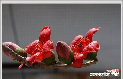 木棉树——自由 木棉树的象征意义及文化价值