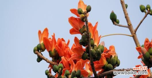 木棉树——自由 木棉树的象征意义及文化价值