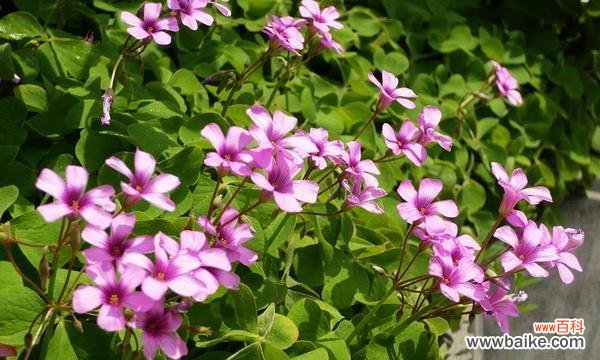 以苜蓿花为主题的花语解析及其美丽寓意 苜蓿花语