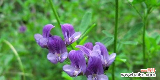 以苜蓿花为主题的花语解析及其美丽寓意 苜蓿花语
