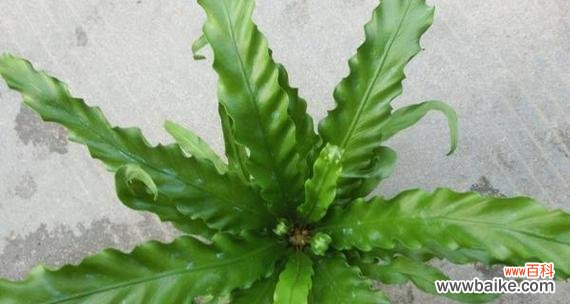 探寻鸟巢蕨的花语与传说 鸟巢蕨-传说中的神秘之花