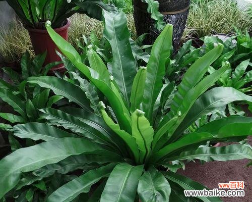 探寻鸟巢蕨的花语与传说 鸟巢蕨-传说中的神秘之花