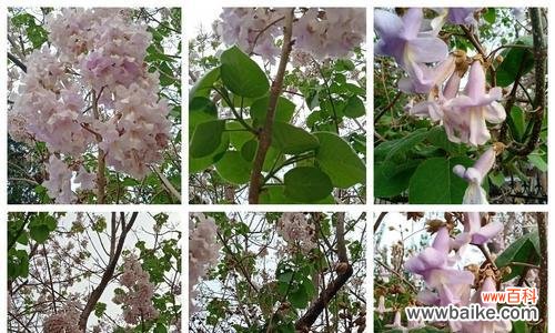 传承千年的美丽与神秘 泡桐花的花语与传说