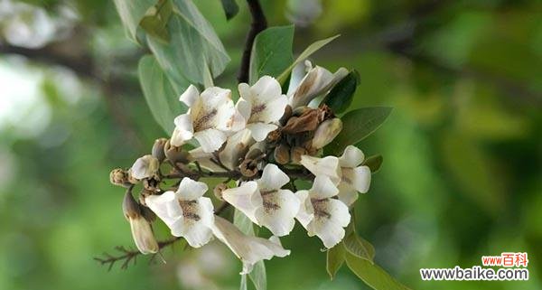 传承千年的美丽与神秘 泡桐花的花语与传说