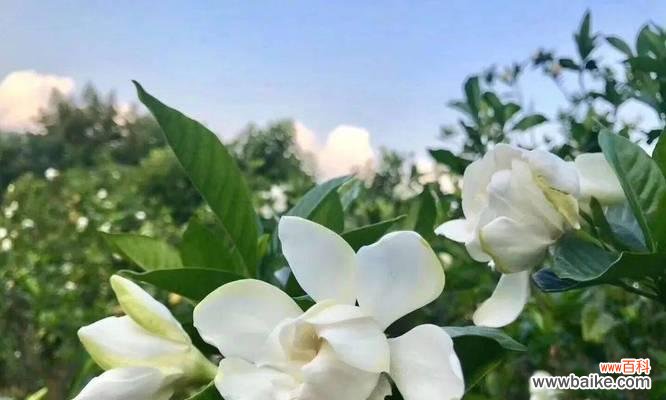 女贞子的花语传递幸福和忠诚 女贞子的花语与寓意——爱情的守望者