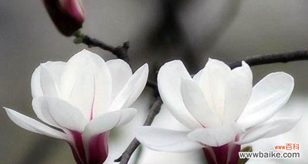 女贞子的花语传递幸福和忠诚 女贞子的花语与寓意——爱情的守望者