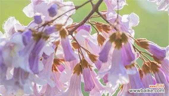 泡桐花的五种花语及它们的背后含义 泡桐花的花语与寓意——美丽绽放的象征