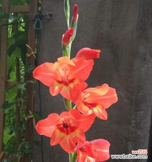 传递情谊 朋友间送花的寓意与选择