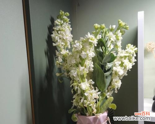 传递情谊 朋友间送花的寓意与选择