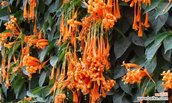 火树银花映夜空 炮仗花花语