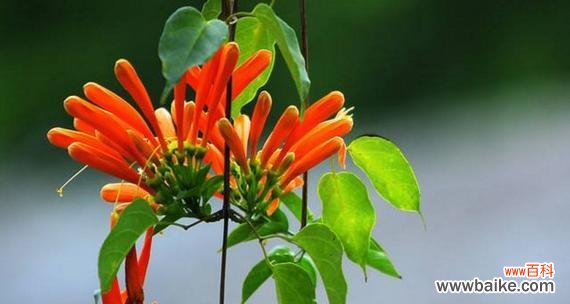 火树银花映夜空 炮仗花花语