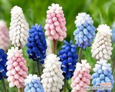 揭开葡萄风信子花语的真正含义 葡萄风信子花语的奥秘