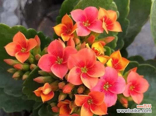 长寿花传递的祝福和希望 长寿花花语的寓意