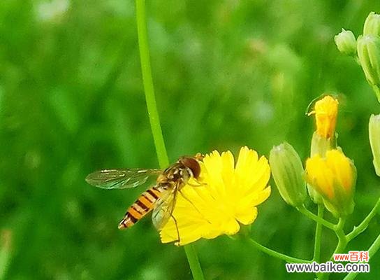 揭开蒲公英花语的秘密 蒲公英的花语——盛开希望的微笑