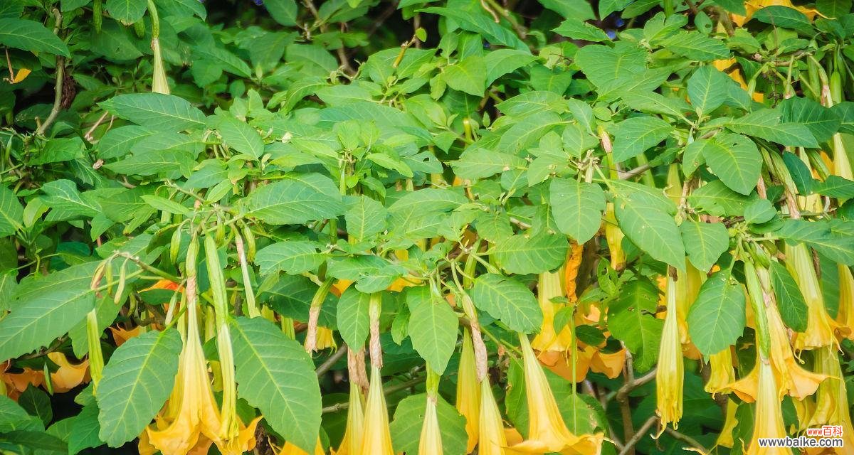 揭开蒲公英花语的秘密 蒲公英的花语——盛开希望的微笑