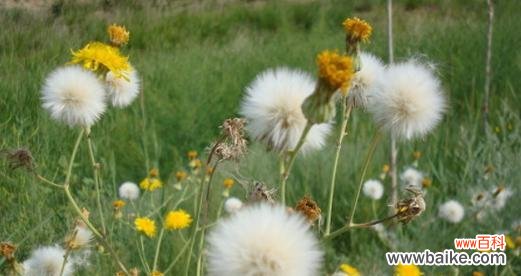揭开蒲公英花语的秘密 蒲公英的花语——盛开希望的微笑
