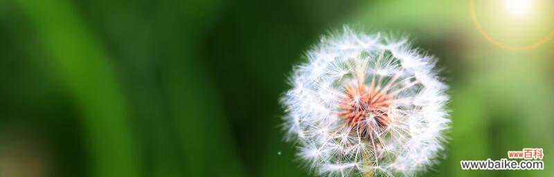 蒲公英花语的解读及其传递的寓意 蒲公英花语与寓意