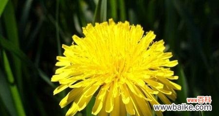演绎蒲公英花语 蒲公英花语与寓意——浪漫而坚强的自由之花