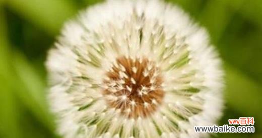 以坚韧和希望为核心的自由之花 蒲公英花语与象征意义