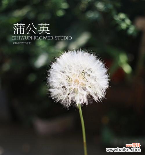 以坚韧和希望为核心的自由之花 蒲公英花语与象征意义