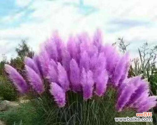 探究蒲苇草的象征与美丽 蒲苇草的花语与寓意