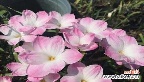 时间的守护者——时钟花 时钟花的花语与传说故事