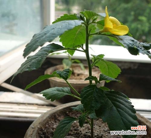 时间的守护者——时钟花 时钟花的花语与传说故事