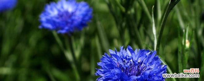揭开矢车菊花语的含义 矢车菊花语