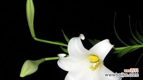 纯洁 香水百合的花语与象征