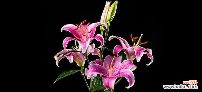 纯洁 香水百合的花语与象征