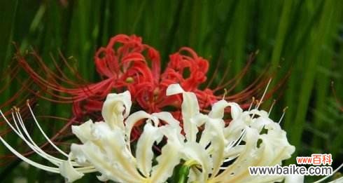 以花朵为媒介 世界悲伤花语