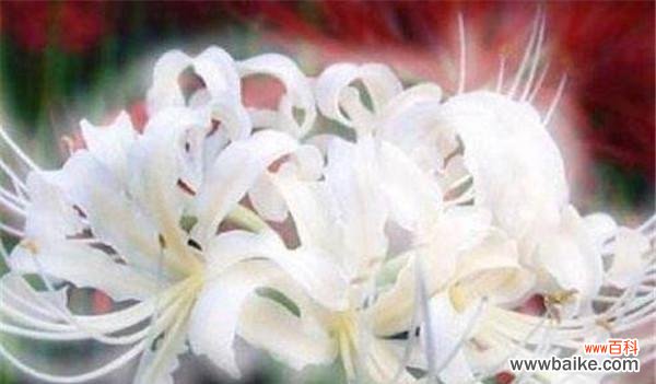 以花朵为媒介 世界悲伤花语