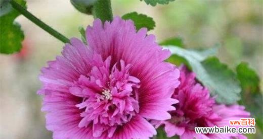 探究蜀葵的花语 蜀葵花语与象征意义