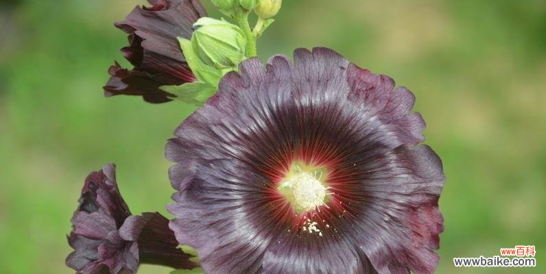 探究蜀葵的花语 蜀葵花语与象征意义